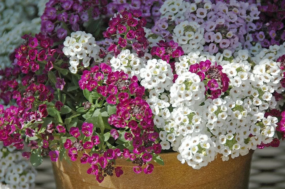 G_S AlyS_Sum Seeds Clear Crystals Mix 100 Coated Seeds - $15.84