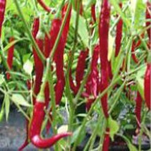 Thai Red Hot Peppers Seeds 25 Seed Heirloom Organic Non Gmo Fresh - £8.50 GBP