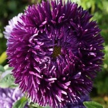 Aster (Callistephus Tall Double Gremlin) Dark Violet 50 Seeds - £5.22 GBP