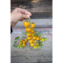 50 Seeds Apple Yellow Tomato Heirloom Vegetable Tomatoe Garden - $6.90