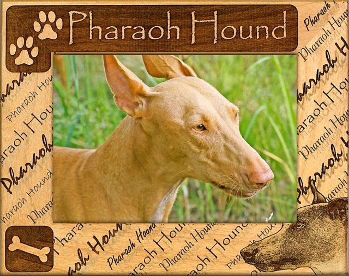 Pharaoh Hound Laser Engraved Wood Picture Frame Landscape (3 x 5) - $25.99