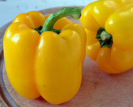 1 Oz Yellow Bell Pepper Seeds Golden California Wonder Pepper 4000Ct Fast Ship U - $60.50