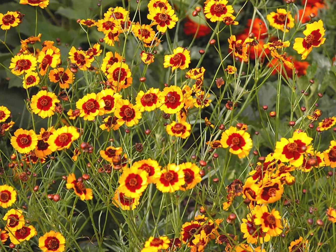 1000 Golden Wave Coreopsis (Goldenmane Tickseed Coreopsis Basalis Flower Seeds U