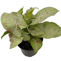 Milk Confetti Arrowhead Plant Syngonium Nepthytis 4 inch Pot - $33.98