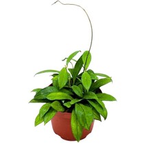 Hoya Crassipetiolata, 6 inch, Splash White Flower Vining Wax Plant - £25.89 GBP