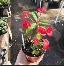 Euphorbia milii Floral Red | Pink Crown of Thorns | Euphorbia milii | 4i... - $277.82 MXN