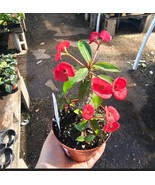 Euphorbia milii Floral Red | Pink Crown of Thorns | Euphorbia milii | 4i... - $20.58 CAD