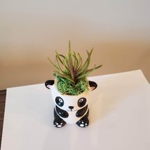 Mini Panda Planter with Succulent, Animal Plant Pot with Senecio Himalaya image 2