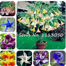 100Pcs Rainbow Brugmansia Datura Bonsai Dwarf Brugmansia Angel Trumpets ... - $4.68