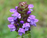 Heal All Herb Seeds 200 Prunella Vulgaris Perennial Flower Garden Fast S... - $8.99