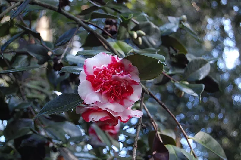 1 Live Starter Plant Gigantea Camellia Japonica Flower for Garden - $52.00