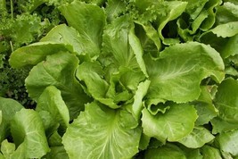 Endives Gele Volhart - Cycorium intibus - 25+ Seeds - Graines - Samen - ... - $69.87 MXN