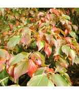 40 Chinese Sweet Pepperbush Seeds Clethra Monostachya Fresh Seeds - $219.32 MXN