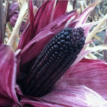 New Fresh 20 purple peruvian corn seeds - £18.84 GBP