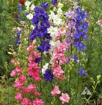 USA Non GMO 200 Seeds Rocket Larkspur Delphinium Imperial Mix Tall Wildflowers  - £7.02 GBP