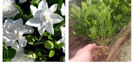 ( 1 ) - Summer Snow Gardenia - Starter Plant ( 4L ) ( 1 live plant ) - £24.92 GBP
