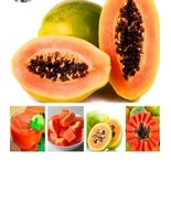 Papaya Carica Papaya Seeds - $9.55