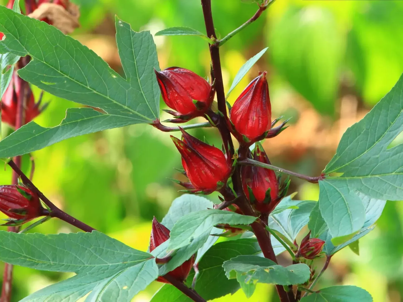 PSStore 12 Roselle Asian Sour Leaf Hibiscus Florida Cranberry Vegetable Seeds - £7.81 GBP