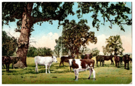 No. 1949 Western Valley Cattle Ranch CA Mitchell Postcard. Posted 1912 - £9.83 GBP