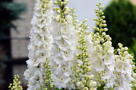 LWSTORE 150 White King Larkspur Delphinium Consolida Giant Imperial Flower Seeds - $10.77