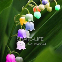 + Bell Orchid Seeds Campanula Flowers Flower Plants Convallaria Seed 100... - $7.98