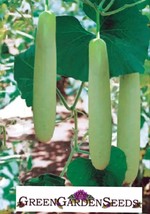 BStore 10 Big Green Sausage Gourd 10 Seeds Non-Gmo Heirloom For 1923 Usa - £6.75 GBP