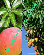 Xo 25 of Mango Leaves FLORIDA 100% Organic Freshly Picked herbs leaf fresh - £11.64 GBP