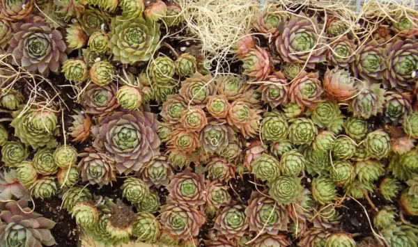 Top Seller 25 Mixed Hens &amp; Chicks Chickens Succulent Live Forever Semper... - £11.53 GBP