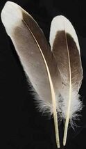 Two Natural Gray Goose Feathers for Quills or Smudging! - $53.57 MXN