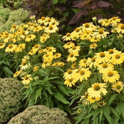 50 Yellow My Coneflower Echinacea Flower Flowers Perennial Seeds - $15.99