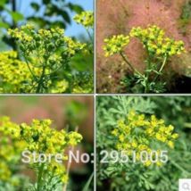 US Seller 10Pcs Lot Rue Lithuanian Flowers Can Drive Flies Vanilla Flowers Court - $10.90