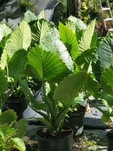 Live Plant ALOCASIA Odora California, Indoor &amp; Outdoor Plant, Houseplant - $26.95