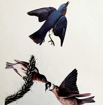 Bluebird 1950 Lithograph Art Print Audubon Nature First Edition DWU14E - £23.59 GBP