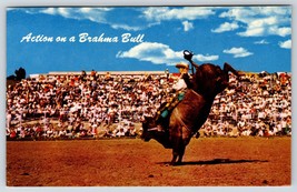 Postcard Rodeo Cowboy Action On A Brahma Bull - $4.50