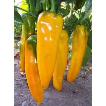 Marconi Sweet Pepper Seeds Gardening Easy Grow Usa Shipping - £4.41 GBP