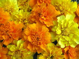 SGHOST Mixed Marigold Seeds Bulk Seeds French Marigolds Non Gmo Seeds500Ct USA S - $10.25