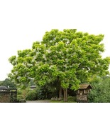 Catalpa Tree For Planting 100 To Grow Stunning Flowers Heirloom Seeds - €18,84 EUR