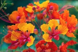 Mexican Bird Of Paradise Red Peacock Flowr Caesalpina Pulcherrima 11 Seeds Garde - $9.98