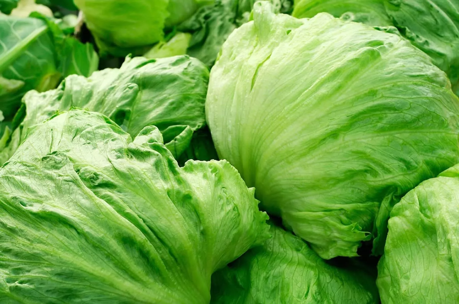 Iceberg Crisphead Lettuce Seeds, NON-GMO, ORGANIC, HEIRLOOM - - $6.66