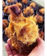 golden chicken fern Cibotium barometz 1 Fresh root for growing ThailandMrk - £4.50 GBP