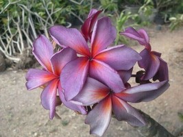 From US 5 Purple Red Plumeria Seeds Plants Flower Flowers Perennial Seed 514 - £8.65 GBP