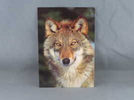 Vintage Postcard - Gray Wolf Head Picture - The Postcard Factory - £14.95 GBP