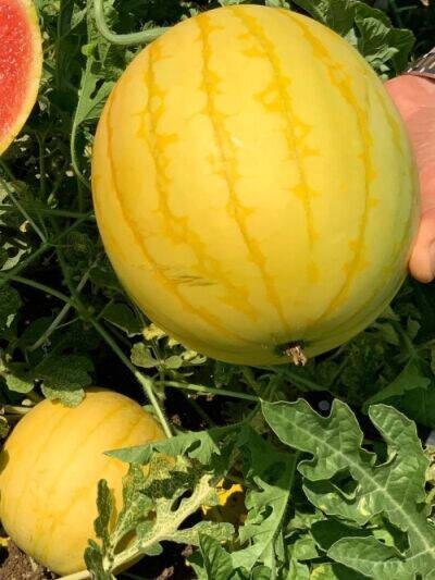 Yellow Skin Yellow Inside Sweet Round Watermelon Organic, 20 Seeds