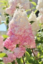 Grow In US 5 Light Strawberry Hydrangea Seeds Perennial Flowers Seed Flower - £8.76 GBP