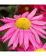 100 Rose Pink Robinsons Daisy Painted Chrysanthemum Coccineum Pyrethrum ... - $20.27 CAD