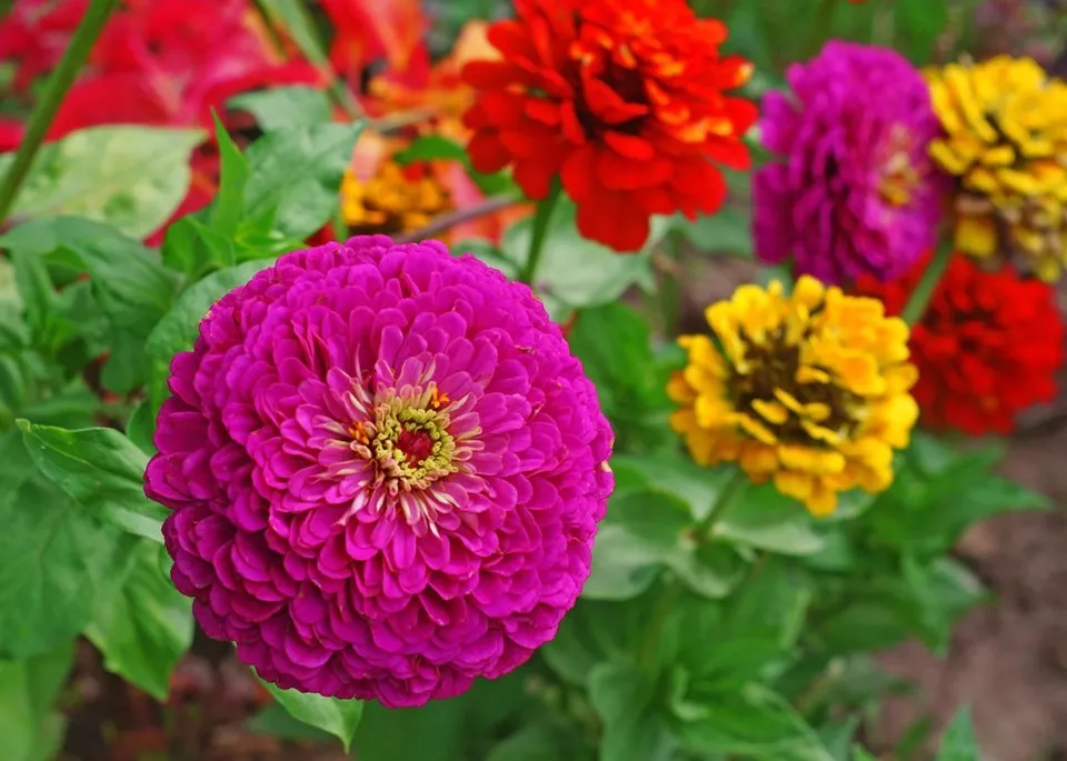 TKBONStore Lilliput Zinnia Mix Zinnia Elegans Non Gmo Colorful 50 Seeds - £7.01 GBP