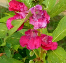 Balsam Camellia Seeds 200 Impatiens Balsamina Flower Annual Fresh Garden... - $3.88