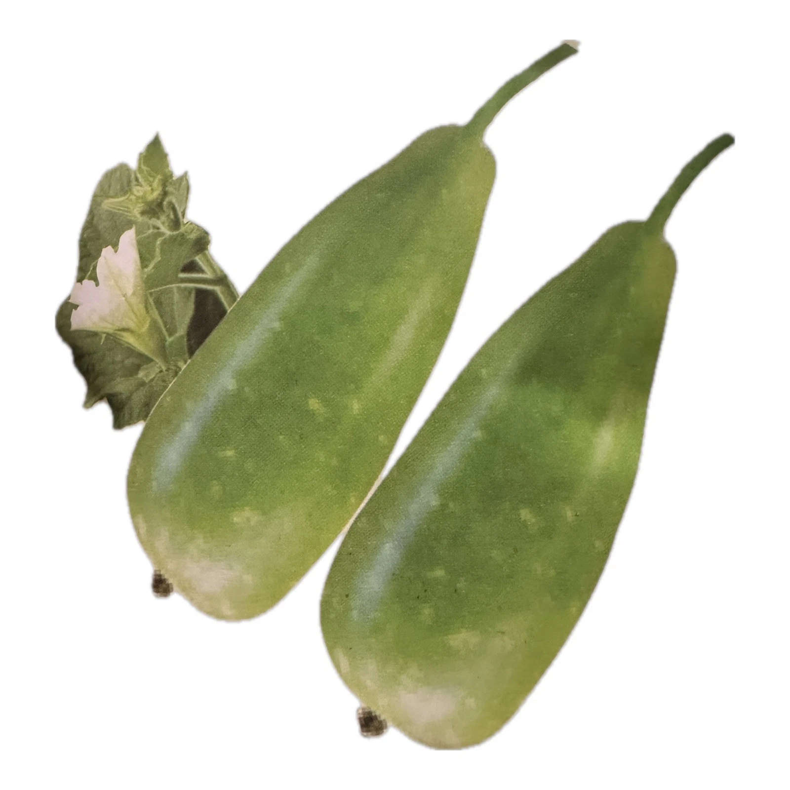 Big Bottle Gourd seeds || Lovely F1 Bangladeshi Lau Seeds || 6 Deshi Lau... - $8.34