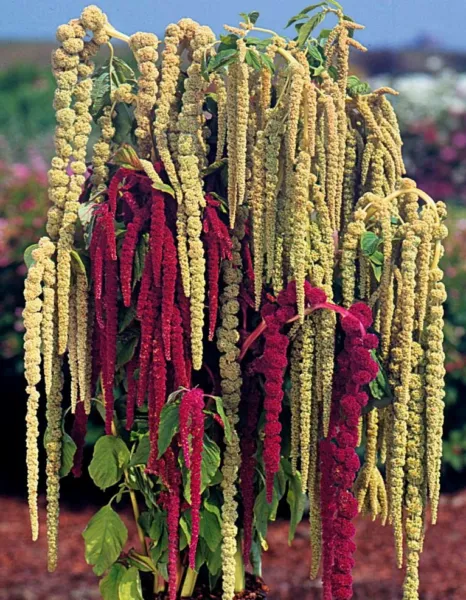 Love Lies Bleeding Farm Mix Tassel Flower Amaranthus 400Ct Fresh Seeds - £12.78 GBP