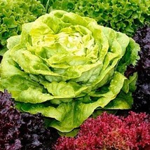 Fresh Seeds Spring Fall Blend Lettuce Seeds Organic - $12.28